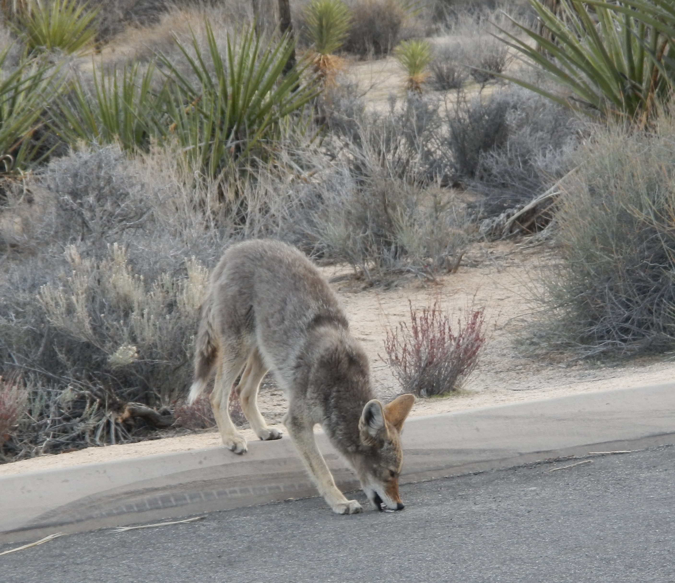 hidden-valley-coyotte