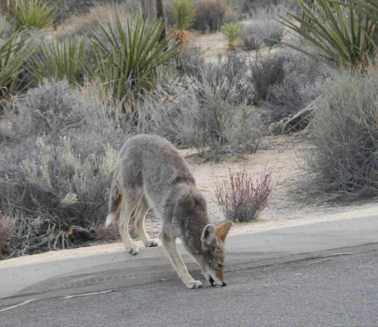 hidden-valley-coyotte