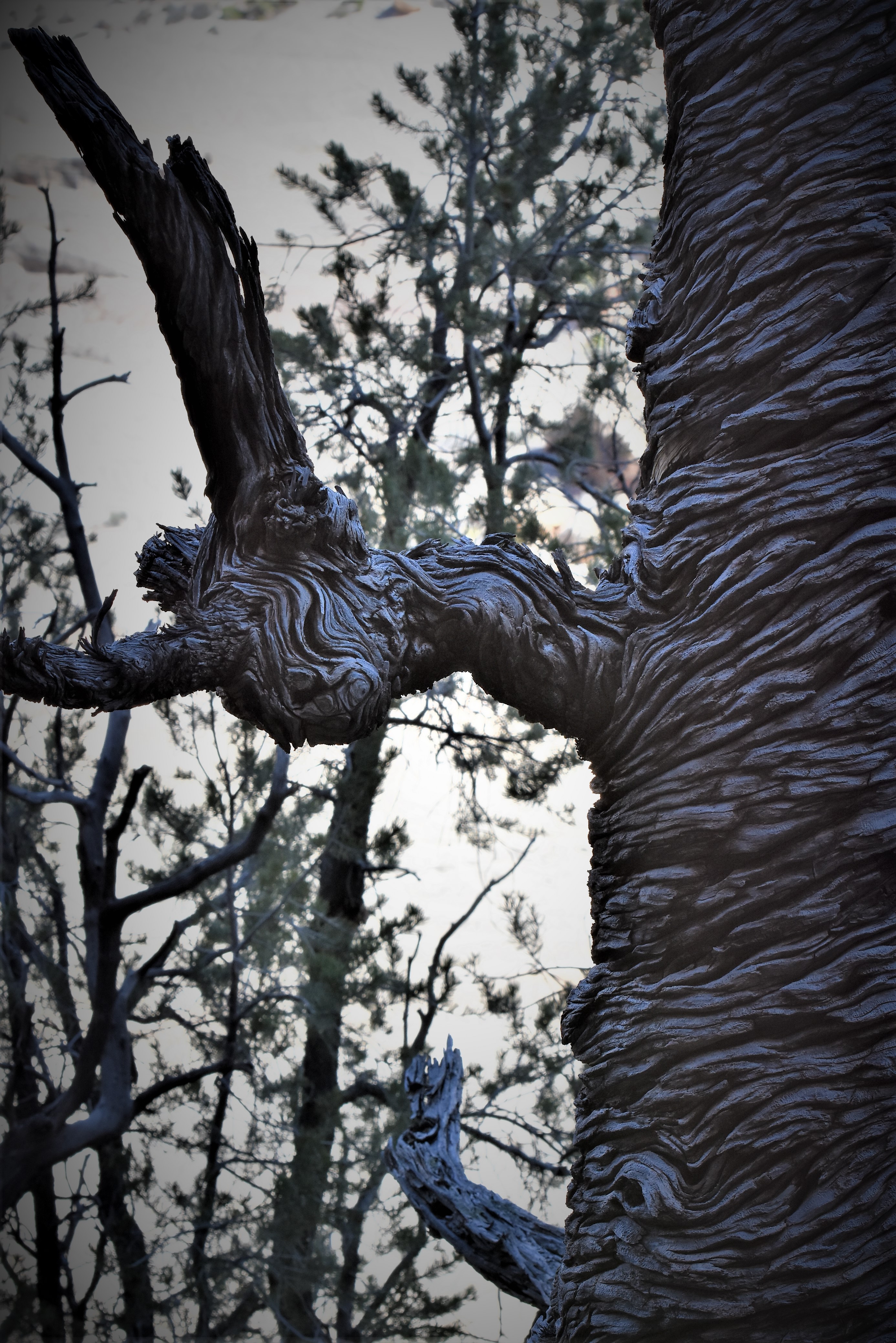 Knarly Tree Natural Bridges