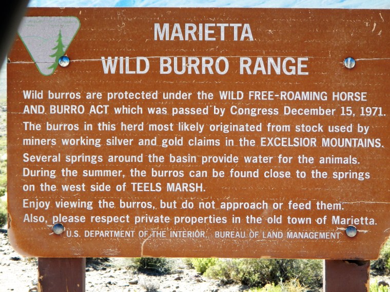 Wild Burro Sign